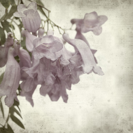 textured old paper background with Jacaranda;の写真素材