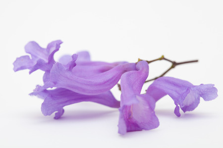 Jacaranda flowers isolated on white