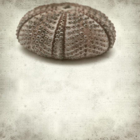textured old paper background with sea  urchin skeletonの写真素材