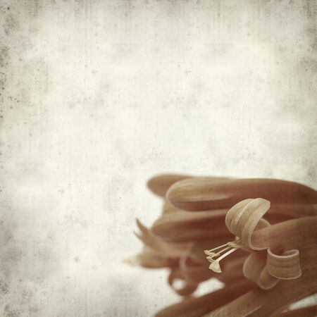 textured old paper background with orange trumpet vine flowerの写真素材