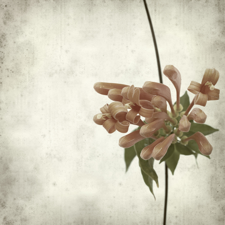 textured old paper background with orange trumpet vine flowerの写真素材