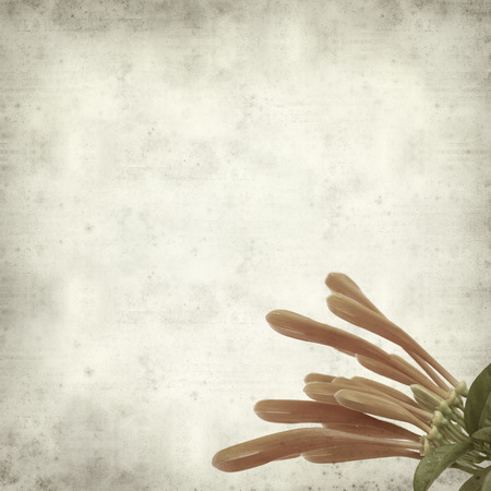 textured old paper background with orange trumpet vine flower
