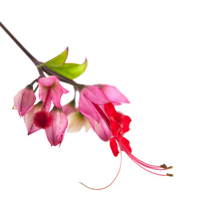 Clerodendrum thomsoniae flower isolated on whiteの写真素材