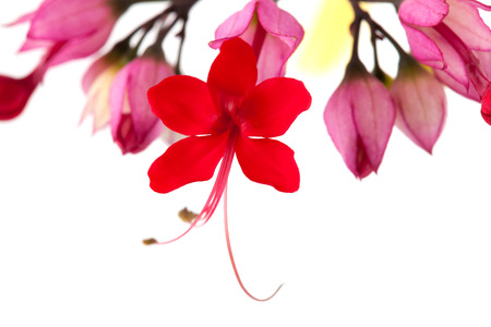 Clerodendrum thomsoniae flower isolated on whiteの写真素材