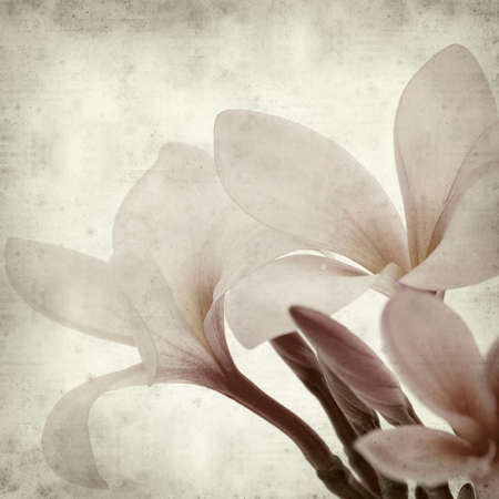 textured old paper background with の写真素材