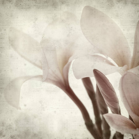 textured old paper background with の写真素材