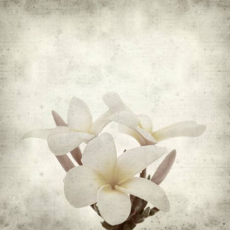 textured old paper background with の写真素材