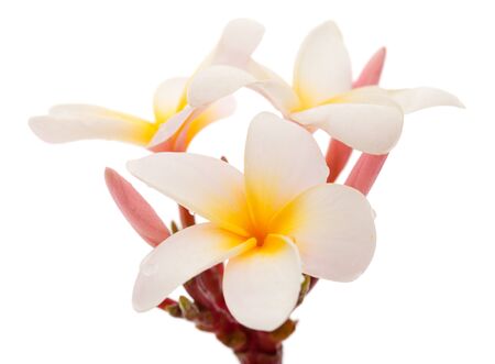 frangipani flower isolated on whiteの写真素材