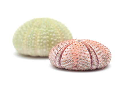 sea urchin skeleton isolatedの写真素材