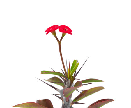 Euphorbia milii flower isolated on whiteの写真素材