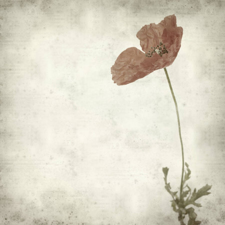 textured old paper background with poppyの写真素材