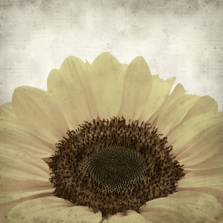 textured old paper background with yellow Chrysanthemumの写真素材
