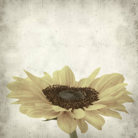 textured old paper background with yellow Chrysanthemumの写真素材