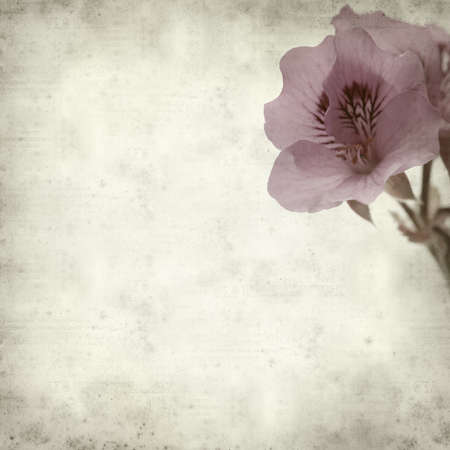 textured old paper background with Pelargonium;の写真素材