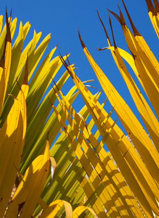 yellow and blue drying palm leaf abstractの写真素材