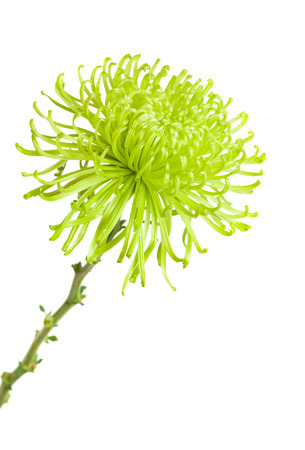 green chrysanthemum isolated on whiteの写真素材