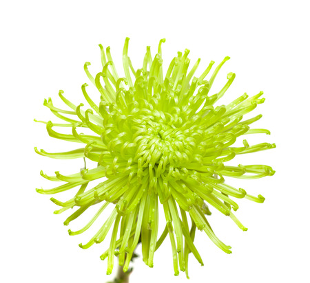 green chrysanthemum isolated on whiteの写真素材