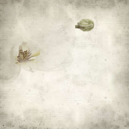 textured old paper background with white Phalaenopsis orchidの写真素材