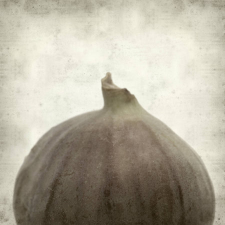 textured old paper background with fig fruitの写真素材