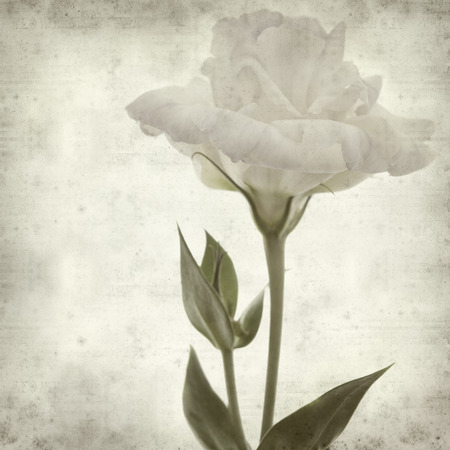 textured old paper background with double austomeの写真素材