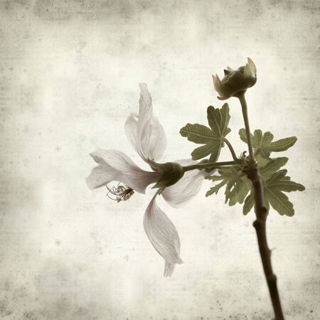 textured old paper background with Lavatera acerifoliaの写真素材