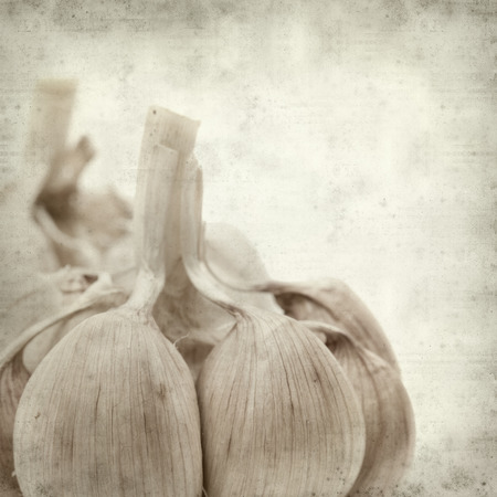 textured old paper background with large garlic bulbの写真素材
