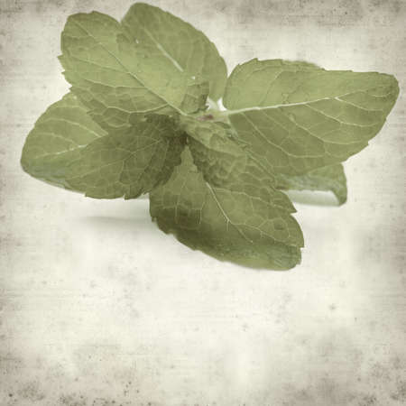 textured old paper background with mintの写真素材