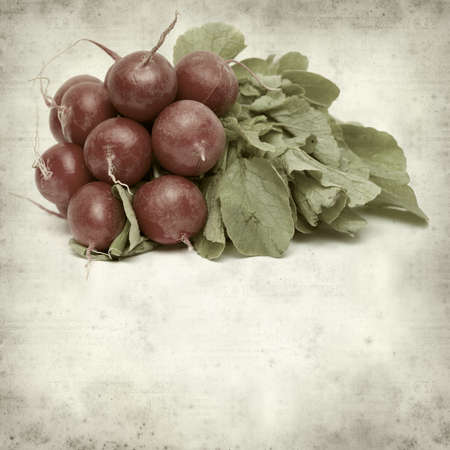 textured old paper background with bunch of radishの写真素材