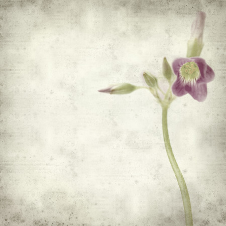 textured old paper background with  Oxalis corymbosaの写真素材