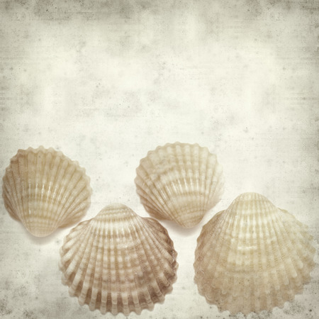 textured old paper background with cockle shells