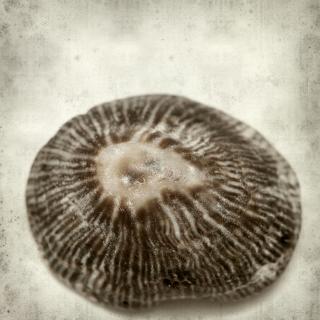 textured old paper background with limpet shellsの写真素材