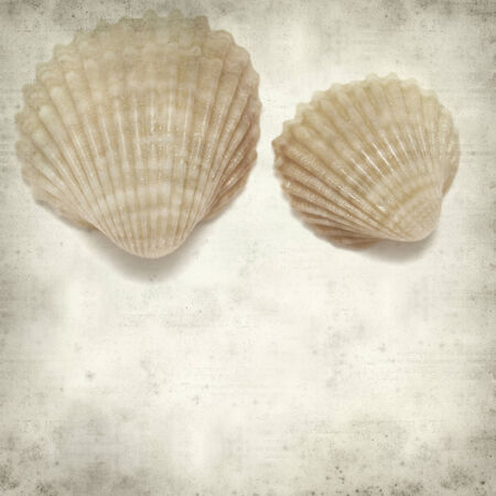 textured old paper background with cockle shellsの写真素材