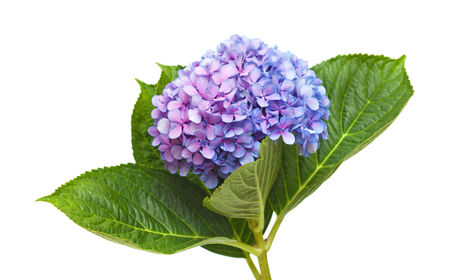 lilac-blue hydrangea isolated on white background