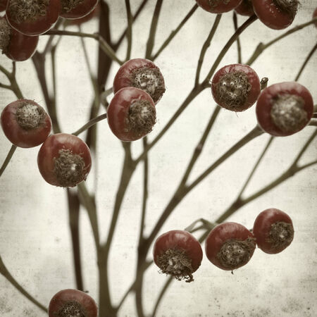 textured old paper background with bunch of rosehipsの写真素材