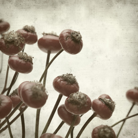 textured old paper background with bunch of rosehipsの写真素材