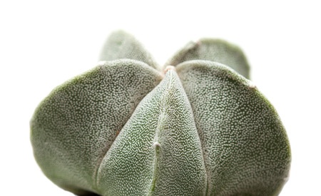 small cactus plant isolated on whiteの写真素材