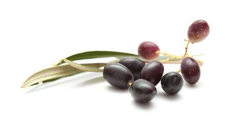 small branches with ripening olives isolated on white background