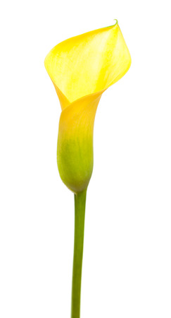 yellow calla lily isolated on white backgroundの写真素材