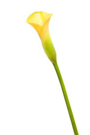 yellow calla lily isolated on white backgroundの写真素材