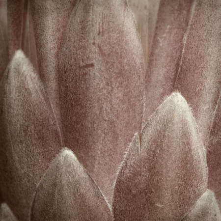 textured old paper background with pink protea flowerの写真素材