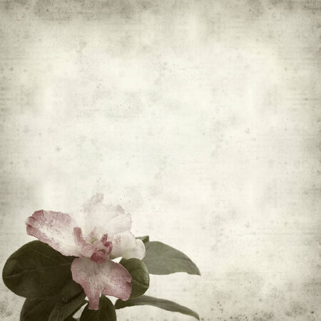 textured old paper background with double pink azaleaの写真素材