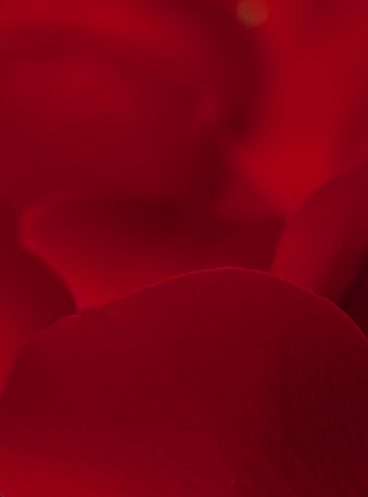 red rose petals natural backgroundの写真素材