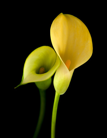 yellow calla lily flower islolated on black backgroundの写真素材