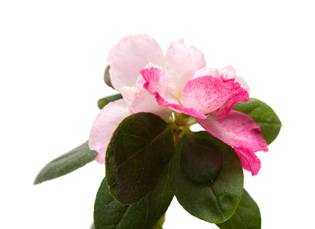 pink azalea isolated on white backgroundの写真素材