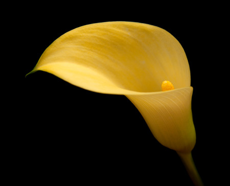 yellow calla lily flower islolated on black backgroundの写真素材