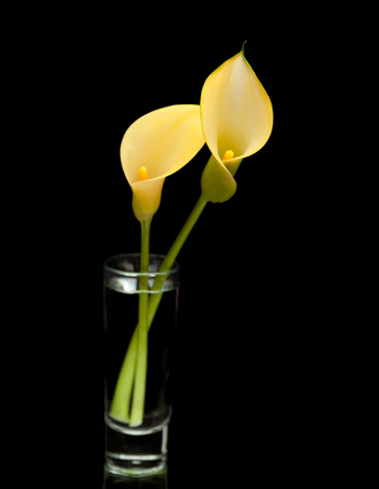 yellow calla lily flower islolated on black backgroundの写真素材
