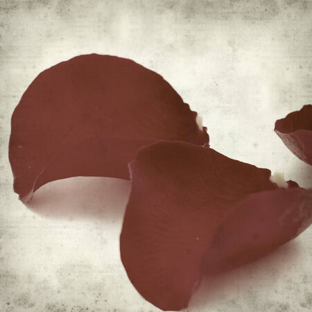 textured old paper background with wilting red rose petalsの写真素材