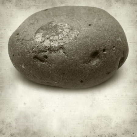 textured old paper background with pebble with ammonite fossilの写真素材