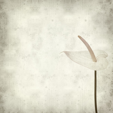 textured old paper background with pink anthuriumの写真素材