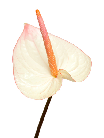 pink anthurium with darker edges isolatedの写真素材